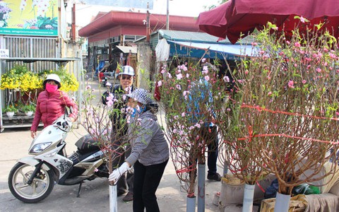 Đào Hà Nội xuống phố đón Tết Dương lịch