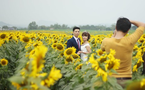 Đầu năm, khách đến cánh đồng hoa hướng dương, đảo chè