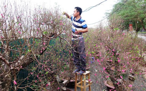 Đào Hà Nội ra phố, giá thuê lên đến 40 triệu đồng/gốc