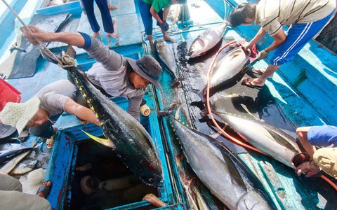 Muốn bán cá ngừ, phải bảo vệ cá heo