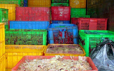 Bắt 3 xe tải chở nội tạng thối đưa ra sông Đồng Nai