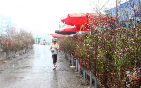 Đào xuống phố, vắng người mua