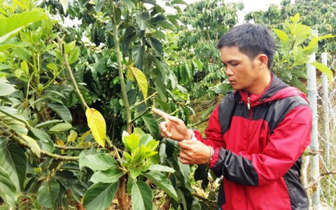 Bắt quả tang 4 người cắt trộm chồi bơ tại Lâm Đồng