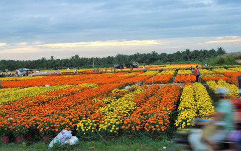 Làng hoa Cái Mơn nhộn nhịp