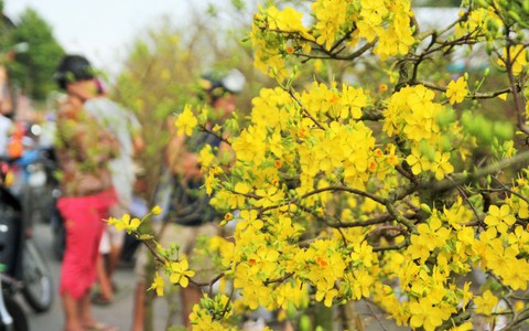 Mai vàng nở rộ sau mưa trái mùa, chủ vườn thất thu
