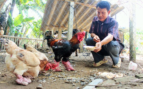 Gà Đông Tảo chân 'siêu khủng' đắt hàng dịp tết Đinh Dậu