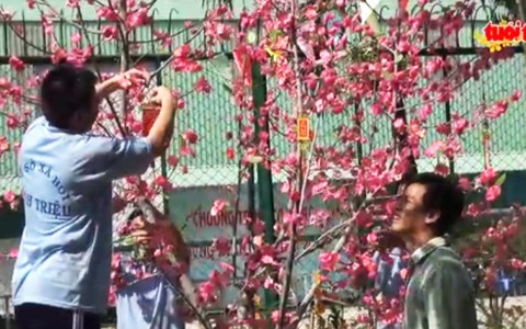 Học viên cai nghiện dựng đào đón tết Đinh Dậu