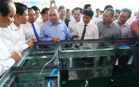 Chính phủ “tuyên chiến”với nạn bơm tạp chất vào tôm