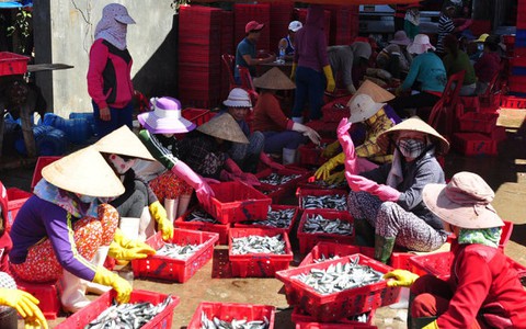 Đi biển đầu năm, 3 ngày đánh được 18 tấn cá nục suông