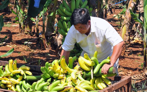 Trung Quốc ngưng thu mua, chuối đổ cho… dê ăn