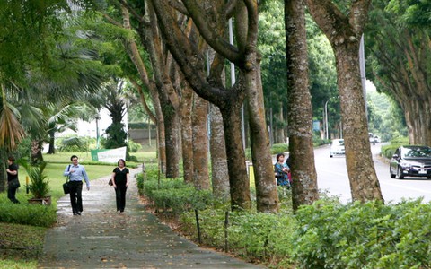 Tại sao tôi không đi bộ?