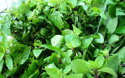 Rau thơm - những vị thuốc quý