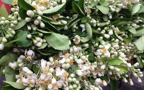 Hoa bưởi ngập tràn trên phố ở thủ đô Hà Nội
