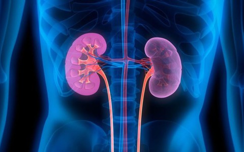 83% người béo phì có nguy cơ bị bệnh thận mãn tính