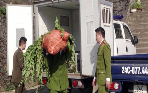 Lào Cai triệt phá cây thuốc phiện trồng trái phép
