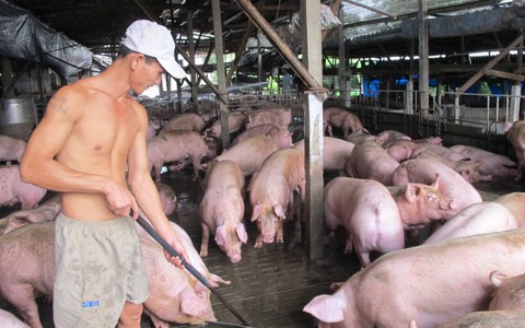 Truy xuất nguồn gốc thịt heo: Khó ngắn hạn, lợi lâu dài