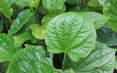Thuốc hay từ cây lá lốt