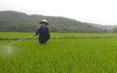 ​Chủ động phòng chống bệnh đạo ôn cho lúa