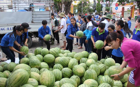 Lập đường dây nóng giải cứu dưa hấu bỏ ruộng
