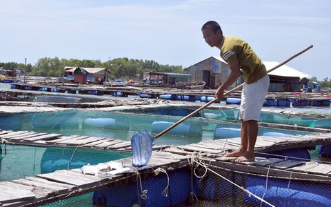 Cá bè sông Chà Và lại chết