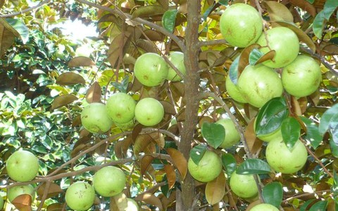 Trái vú sữa Việt Nam đã chính thức vào thị trường Mỹ