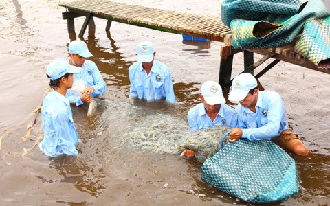 Tăng mức phạt với vi phạm trong lĩnh vực thủy sản