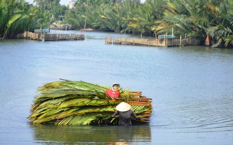 Nghề cắt tàu dừa ở Bảy Mẫu