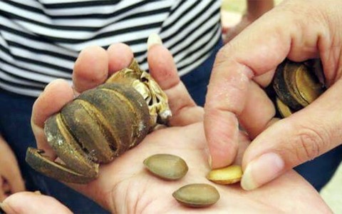 37 học sinh lại nghi ngộ độc do ăn hạt ngô đồng
