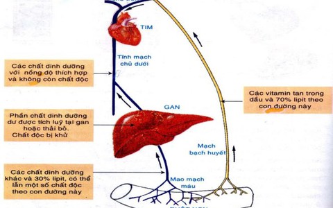 Kẻ thù lá gan của bạn là ai?