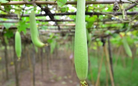 Những bài thuốc hay từ quả mướp