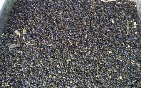 Người dân Đồng Nai lại khổ sở vì bọ đen tấn công