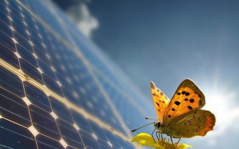 Đột phá công nghệ lọc ánh sáng lấy cảm hứng từ những cánh bướm