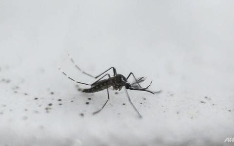 Anh: Nghiên cứu dùng virút Zika trị tế bào u não