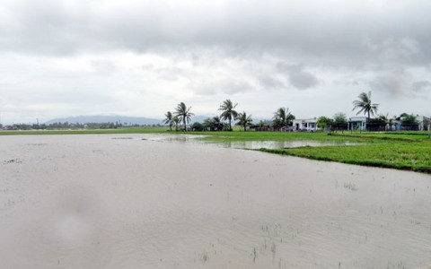 ​Nhiều nơi đạt đỉnh lũ, Ninh Thuận ra công điện ứng phó