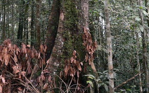 Khởi tố nhóm cưa trộm du sam trong khu bảo tồn Nam Nung