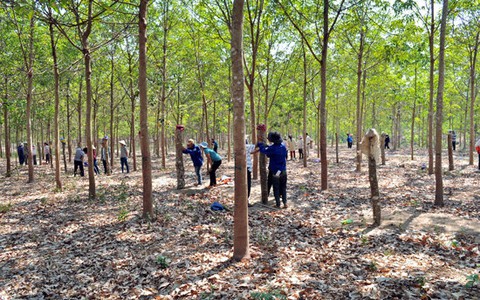 Tây Nguyên không mở rộng diện tích cây cao su