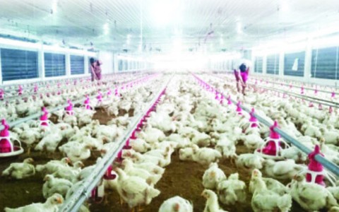 Gà Việt xuất ngoại