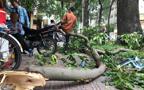 Gãy nhánh cây ở trung tâm TP.HCM, một người bị thương