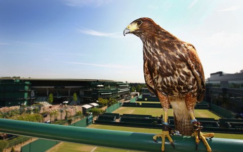 Rufus - chú chim ưng 10 năm “bá chủ” Wimbledon