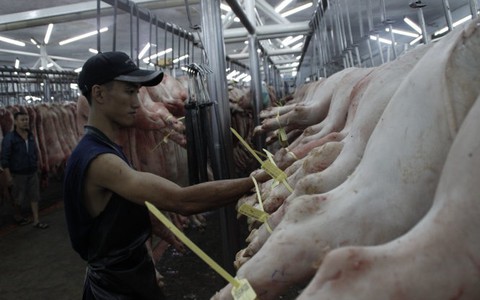 TP.HCM: Mỗi ngày sẽ 'đeo vòng' cho 10.000 con heo
