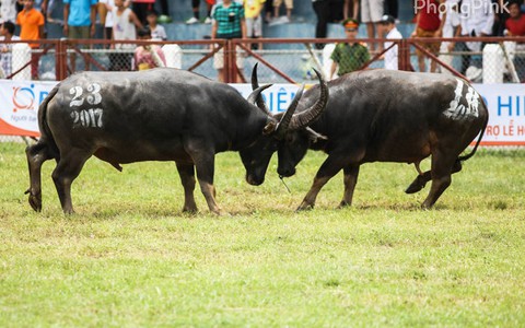 Trâu chọi số 18 không có chất kích thích