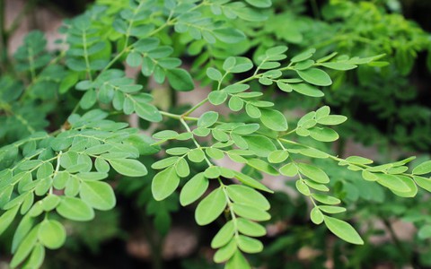 Chữa bệnh từ cây chùm ngây