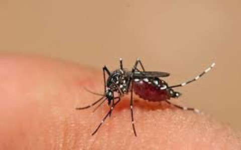 Giới văn phòng mắc sốt xuất huyết nhiều nhất