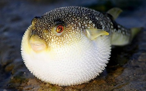 Vài điều cần biết về ngộ độc cá nóc