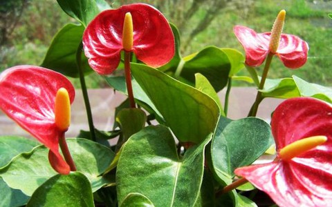 Những loại cây phong thủy mang lại may mắn, tài lộc