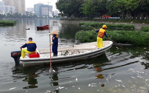 Cá lại chết trắng hồ Hoàng Cầu, Hà Nội