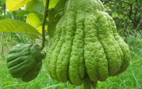 Phật thủ không chỉ dùng để trang trí