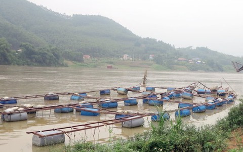 Nước sông dâng cao, nhiều lồng cá bị cuốn trôi