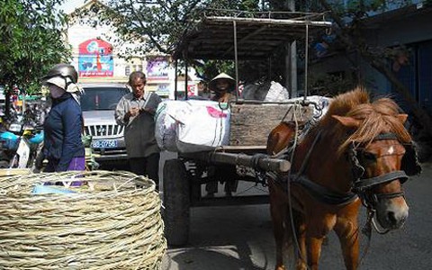 Xe ngựa ơi!