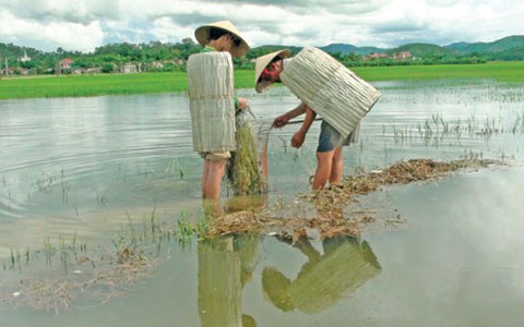 Yên Lạc làng tơi